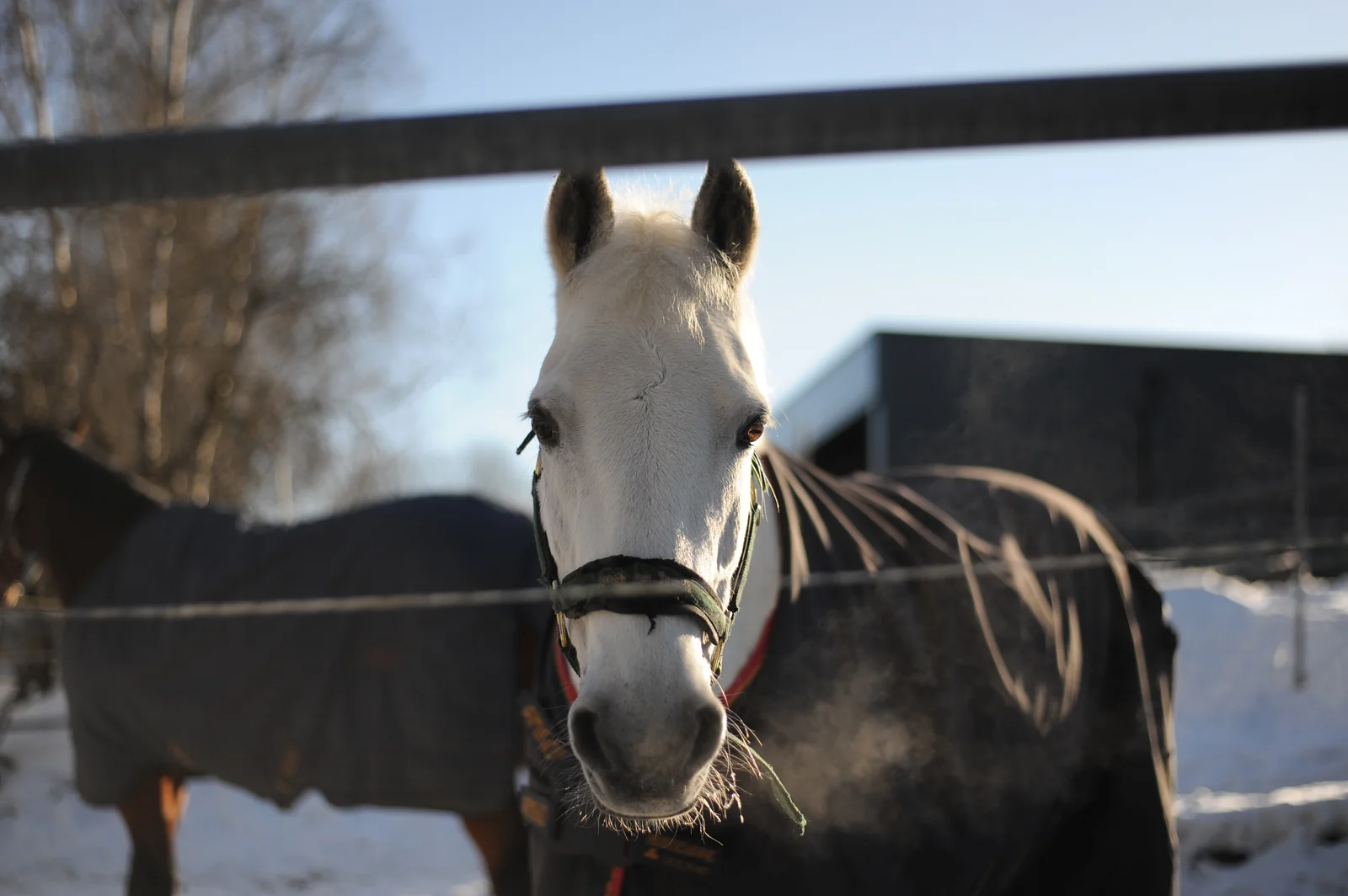 Cold Horses - Alna