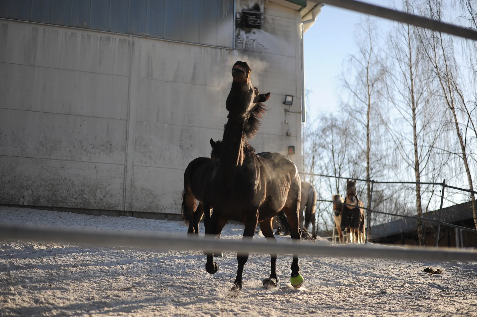Cold Horses - Alna