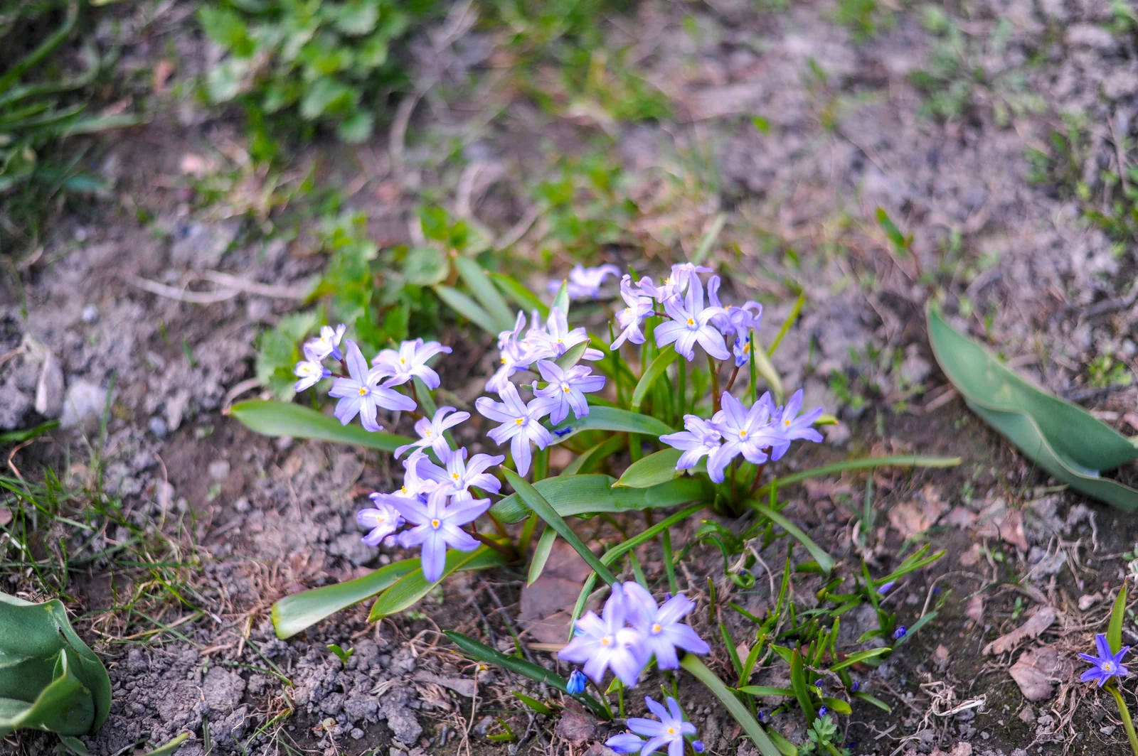 Spring Flowers - Torshov
