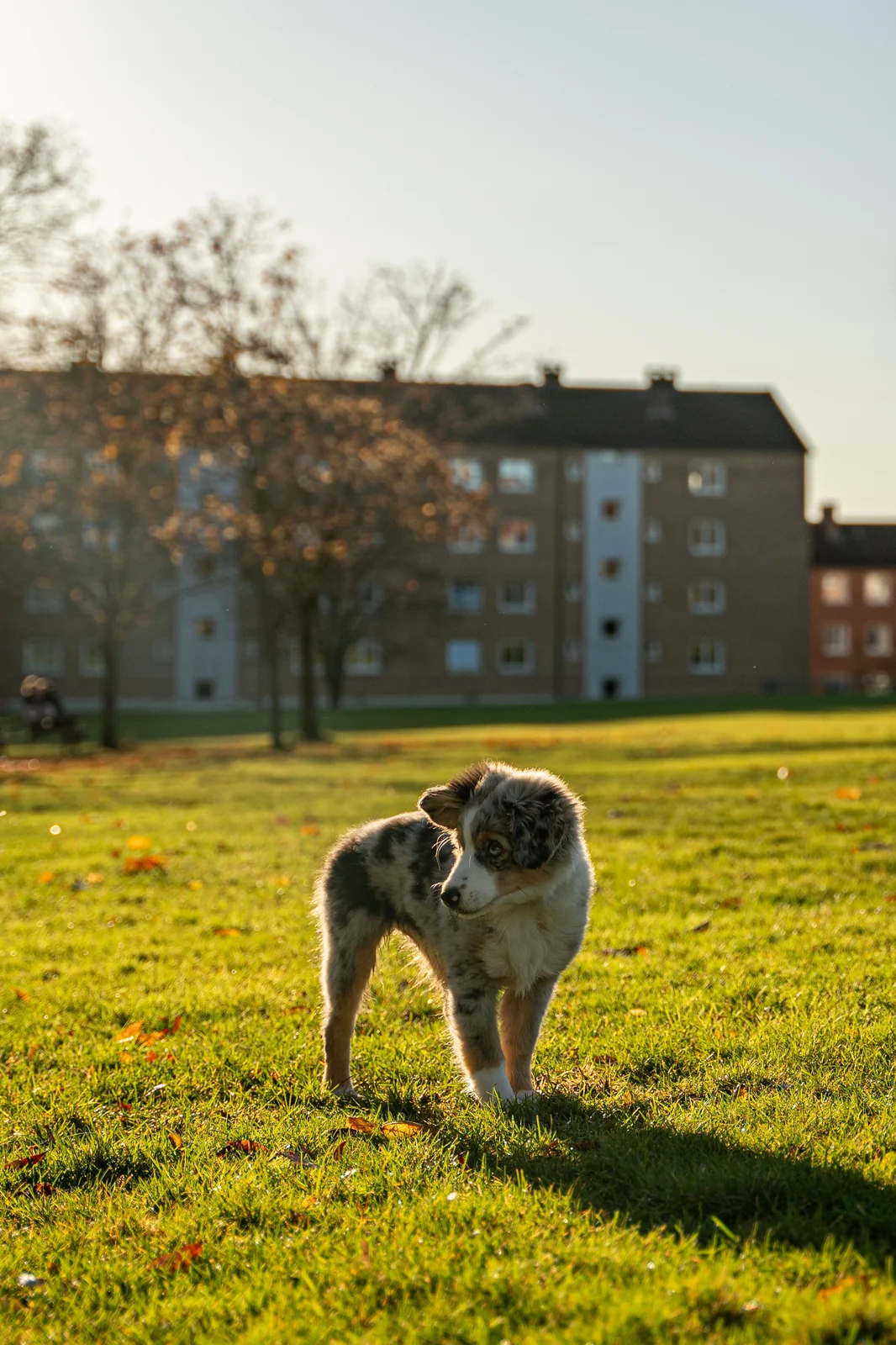 Kira - Miniature American Shepherd