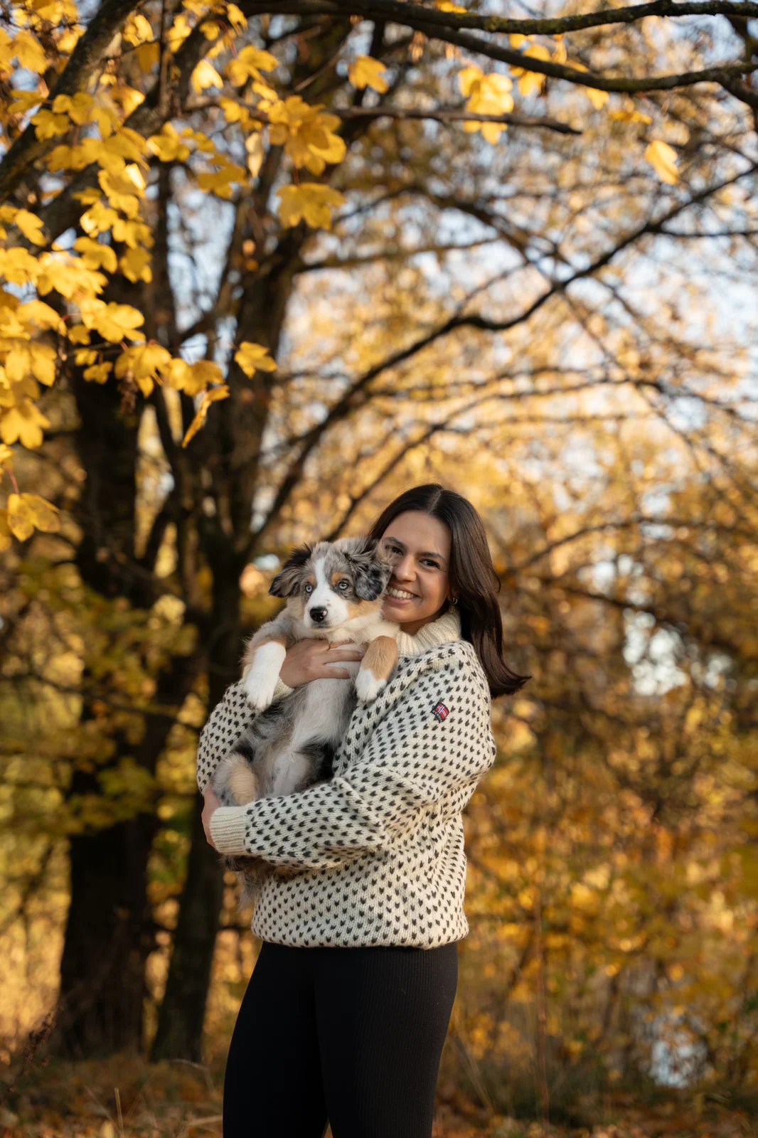 Kira - Miniature American Shepherd